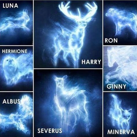 Patronus. Harry Potter. Quiz Harry Potter, Meme Harry Potter, Classe Harry Potter, Citate Harry Potter, Glume Harry Potter, Tapeta Harry Potter, Harry Potter Spells, Buku Harry Potter, Harry Potter Puns