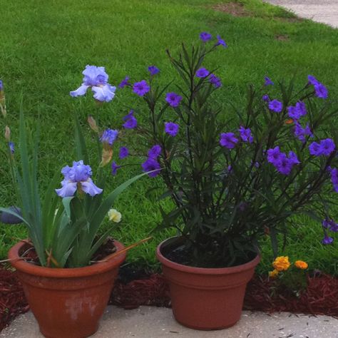 Mexican petunia on right Mexican Petunia Landscaping, Mexican Petunia In Pots, Black Velvet Petunia Aesthetic, Mexican Petunia, Black Magic Petunia, Wild Petunia, Diy Curb Appeal, Beautiful Ocean, Plant Combinations