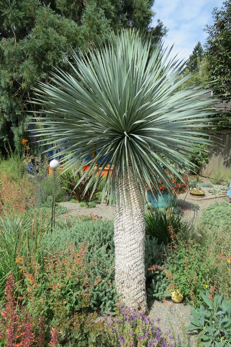 Yucca 'Sapphire Skies' - hardy and trunk-forming in Zone 5! Yukka Plant Landscaping, Agave Blue Glow Landscape, Hesperaloe Parviflora Red Yucca, Spineless Yucca, Big Leaf Plants, Cold Climate Gardening, Yucca Rostrata, Rainforest Plants, Low Water Gardening