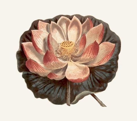 Premium Vector | Vintage illustration of a lotus flower Lilies Drawing, Missouri Botanical Garden, Scientific Illustration, Botanical Drawings, Plant Illustration, Art Party, Botanical Flowers, Vintage Botanical, Water Lily