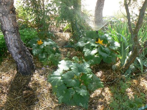 High desert permaculture  I recently visited Meadview Realtor Jan’s permaculture garden, although she just decided to plant trees, bushes and perennials and to then interplant the annual veggies because it make… Permaculture Garden, Fall Creek, Permaculture Gardening, Cottage Garden Design, Community Garden, Edible Landscaping, Desert Garden, Diy Backyard Landscaping, Food Forest