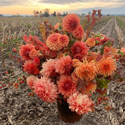 #AYearInFlowers Week 40 - Floret Flowers Giving Flowers, Pastel Bouquet, Flower Farmer, First Day Of Spring, Crab Apple, Botanical Beauty, Sunset Colors, Flower Farm, Flower Lover