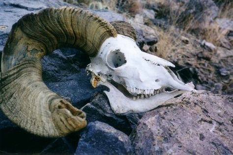 Bighorn Sheep skull found on... Big Horn Sheep Skull, Sheep Skull, Big Horn Sheep, Goth Guys, Bighorn Sheep, Character Aesthetics, Wild Creatures, Animal Bones, Creative Stuff