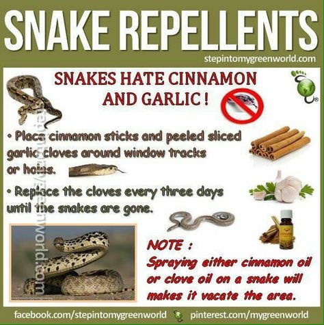 Get Rid Of Snakes Around House, Snake Repellant Homemade, Diy Snake Repellent, Snake Repellent, Snake Fence Ideas, Natural Snake Repellent Homemade, Natural Snake Repellent, Snake Deterrent, Snake Deterrent Diy