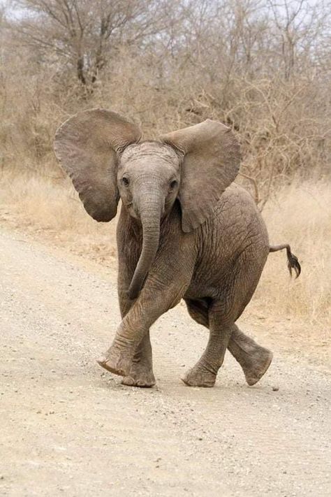 Elephant Anatomy, Forest Elephant, African Forest, Elephant Calf, African Forest Elephant, African Bush Elephant, Elephant Photography, Wild Animals Photos, Elephants Photos