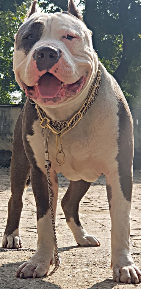 Bully Xxl, Sardar Fashion, Bully Pitbull, Meldi Ma Hd Photo, Pitbull Dog, Anime Background, Pitbull, Hd Photos, Nature Pictures