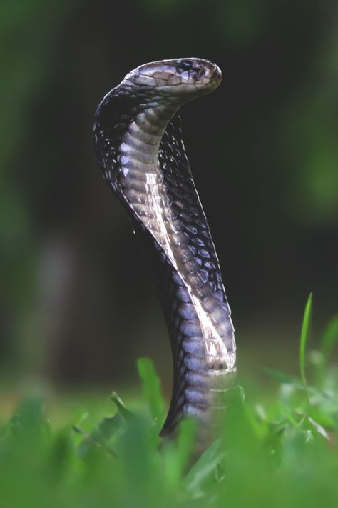 X King Cobra Snake, Snake Photos, Snake Wallpaper, Cobra Snake, Cute Snake, Snake Art, Beautiful Snakes, Reptile Snakes, Pet Snake