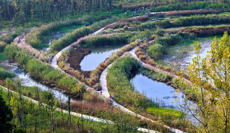 Image 3 of 23 from gallery of Minghu Wetland Park / Turenscape. Photograph by Turenscape Retention Pond, Stormwater Management, Wetland Park, Pond Landscaping, Park Pictures, Urban Nature, Landscape Architecture Design, Water Management, Rain Garden