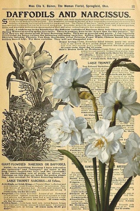 Narcissus Flower Aesthetic Wallpaper, Narcissus Flower Wallpaper, Narcissus Aesthetic, December Birth Flower, Narcissus Flower, Birth Flower, Birth Flowers, Flower Wallpaper, Recipes Easy