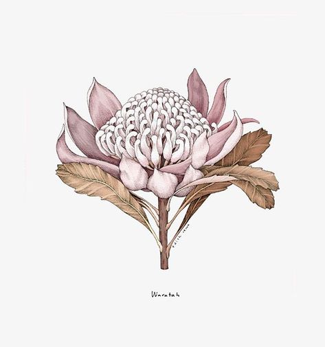 Round-leaved mallee pen wip #illustration #wip #malleepal #olivepink #olivepinkbotanicgarden #australianflora #fieldtripbyedithrewa Kelly Thompson, Native Tattoos, Australian Native Flowers, Wreath Drawing, Art Tumblr, Juxtapoz Magazine, Art Simple, Botanical Drawings, Bird Drawings