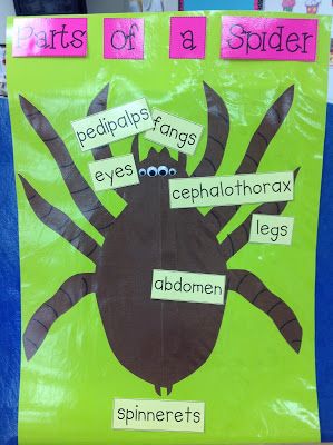 Kindergarten Smiles: Spiders! Ahh! Spider Anchor Chart, Spiders Kindergarten, Parts Of A Spider, Spider Unit, Books For Kindergarten, Spider Activities, Spider Book, October Classroom, October School