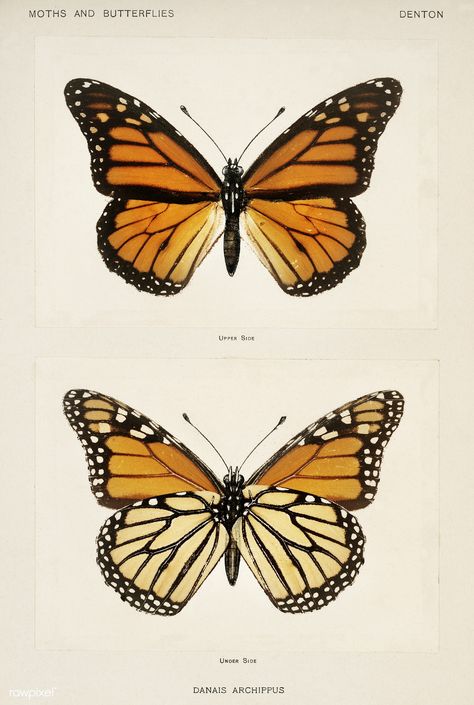 Monarch Butterfly (Danais Archippus) from Moths and butterflies of the United States (1900) by Sherman F. Denton (1856-1937). Digitally enhanced from our own publication. Monarch Butterflies Art, Borboleta Tattoo, Moths And Butterflies, Art Papillon, Butterfly Vintage, Vintage Framed Art, Butterfly Poster, Butterfly Illustration, Botanical Artwork