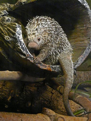 ᶫᵒᵛᵉღ Prehensile-tailed Porcupine ~ A nocturnal animal from South America photographed at the Calgary Zoo. https://www.flickr.com/photos/14980862@N03/3159276529/in/photostream/ Baby Porcupine, Nocturnal Animals, Wildlife Habitat, Unique Animals, Koala Bear, Creature Design, Animals Friends, Calgary