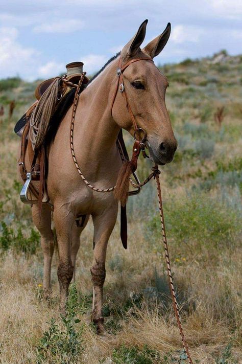 Francine Faye Morris on Mule Girl Mules Animal, All The Pretty Horses, Horse Crazy, Trail Riding, Horse Photos, Pretty Horses, Horse Pictures, Horse Breeds, Horse Love