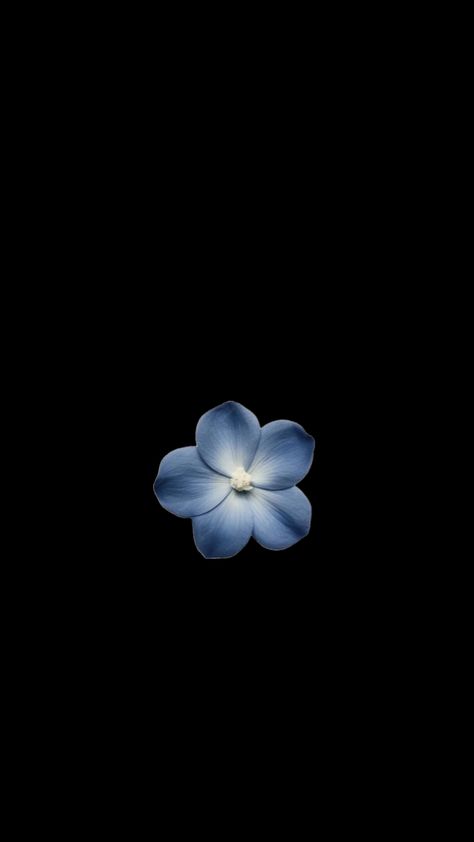 Black Flowers Wallpaper, Flowers Black Background, Cross Wallpaper, Cute Summer Wallpapers, Cute Blue Wallpaper, Black Background Wallpaper, Simple Phone Wallpapers, Iphone Wallpaper Images, Creative Profile Picture