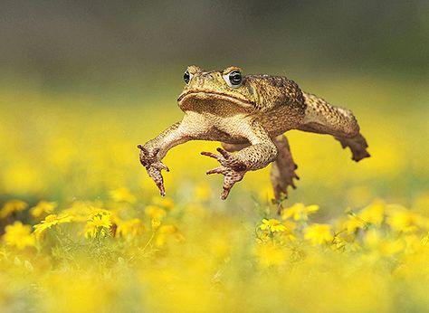 Cane Toad in action! Cane Toad, Frog Pictures, National Wildlife Federation, Funny Frogs, Wildlife Photos, A Frog, Frog And Toad, Reptiles And Amphibians, Cute Frogs