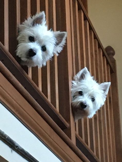 White Scottish Terrier, West Terrier, Puppy Mom, Westie Puppies, Cutest Dog Ever, Westie Dogs, West Highland White Terrier, West Highland Terrier, Small Dog Breeds