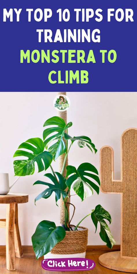 "Discover my top 10 tips for training your Monstera to climb with ease! Learn how to create the perfect support using a Coco Coir Pole DIY, ensuring your Monstera Deliciosa thrives. Explore essential Monstera climbing techniques and care tips to enhance your indoor climbing plants. Transform your Monstera pot into a stunning vertical display and watch your plant flourish! Perfect for plant enthusiasts looking to elevate their Monstera care game. " Monstera Climbing Wall, Monstera Support, Monstera Deliciosa Indoor, Monstera Pot, Monstera Deliciosa Care, Monstera Care, Indoor Climbing Plants, Monstera Plant Care, Plant Training