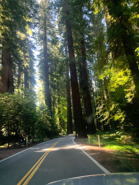 West Coast Road Trip Aesthetic, West Coast Summer, West Coast Aesthetic, Pnw Aesthetic, West Coast Canada, Coast Redwood, Center Parcs, Adventure Girl, The Redwoods