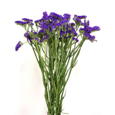 Filler Plants, Cm To Inches Conversion, Purple Statice, Flower Explosion, Floral Design Classes, Top Farm, Flower Identification, Wedding Vision, Flower Care