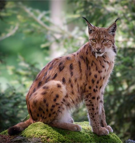 Eurasian Lynx (Lynx lynx) / Lynx d'Eurasie / Image by Klaus Huppertz from flickr Lynx Lynx, Eurasian Lynx, Cutee Animals, Gorgeous Cats, Extinct Animals, Cheetahs, Whitetail Deer, Leopards, Lynx