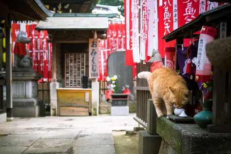 Fox Village Japan, Cat In Japanese, Village Japan, Snow Monster, North Asia, Cat Island, Hakodate, Japanese Photography, Japanese Temple