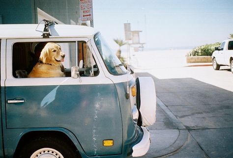 beep beep / FIILMY Vw Minibus, Beach Inspiration, Combi Volkswagen, Combi Vw, Vw Vintage, Vw Porsche, Vintage Vw, Vw Van, Pet Sitters