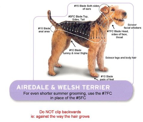 Airdale/ Welsh Terrier Groom Airedale Dogs, Dog Grooming Styles, Dog Grooming Salons, Dog Clippers, Dog Grooming Tips, Grooming Style, Welsh Terrier, Fox Terriers, Dog Facts