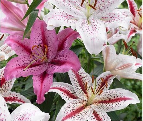 Beautiful Lily variety Best Flower Pictures, Lily Garden, Lily Bulbs, Gladioli, Pale Lavender, Lily Flowers, Garden Bulbs, Fragrant Flowers, Bulb Flowers