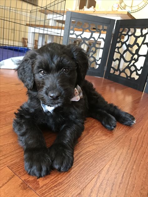 Black labradoodle puppy with bow tie Labradoodle Puppy Black, Minature Labradoodle, Black Labradoodle Puppy, Puppy With Bow, Labradoodle Black, Black Goldendoodle, Goldendoodle Art, Black Labradoodle, Puppy Black