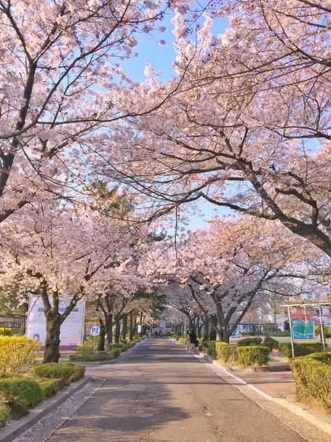 Sakura Homescreen, Cherry Blossom In Korea, Korean Minimalist Aesthetic, Cute Background For Zepeto, Korean Traditional House, Cherry Blossom Pictures, Aesthetic Country, Spring Scenery, Cherry Blooms