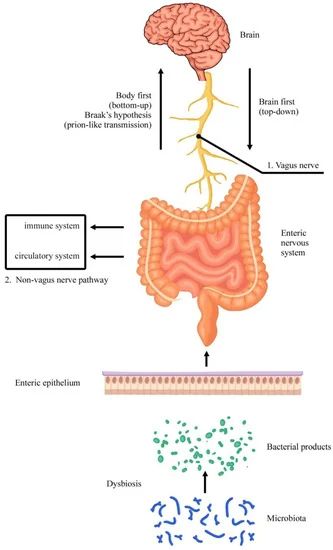 Life | Free Full-Text | The Baseline Structure of the Enteric Nervous System and Its Role in Parkinson’s Disease Types Of Neurons, Enteric Nervous System, Glial Cells, Lewy Body, Motor Neuron, Gut Brain, Gi Tract, Gut Microbiota, Vagus Nerve