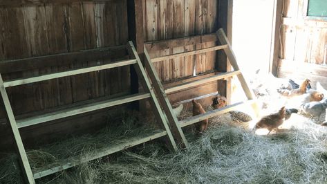 All About Roosting Bars | Meyer Hatchery Blog Chicken Roost Bars, 2x4 Roosting Bars, Removable Roosting Bars, Coop Roosting Bars, Roosting Bars For Chickens, Chicken Roosting Bars, Chicken Duck Coop, Chicken Ladder, Roosting Bars