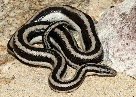 Mexican Rosy Boa (Lichanura trivirgata trivirgata) White Snakes, Rosy Boa, Snake Photos, Pet Snake, Ball Python, Little Critter, Reptiles And Amphibians, Cool Pets, Amphibians