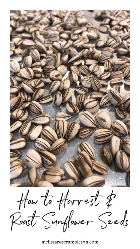 How To Make Sunflower Seeds From Sunflowers, How To Roast Raw Sunflower Seeds, Harvesting Sunflower Seeds To Eat, Toasted Sunflower Seeds, How To Save Sunflower Seeds To Replant, How To Roast Your Own Sunflower Seeds, How To Flavor Sunflower Seeds, Baking Sunflower Seeds, How To Harvest Sunflower Seeds To Eat