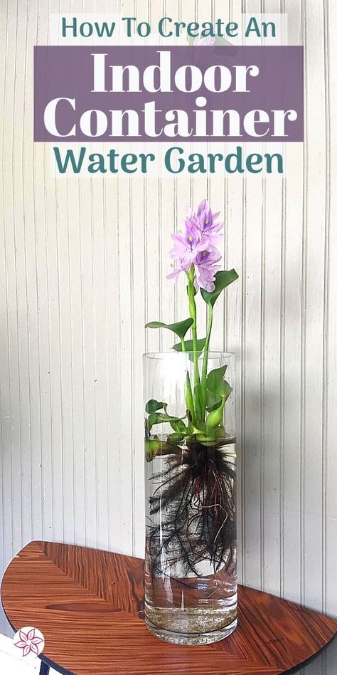 Hydroponic Glass Vase, How To Water Plants Up High, Hanging Water Plants Indoor, Indoor Aquatic Plants, Aquatic Plants Indoor Water Garden, Plants In Water Vase, Plants That Can Live In Water, Plants That Grow In Water Indoor, Repot Orchid