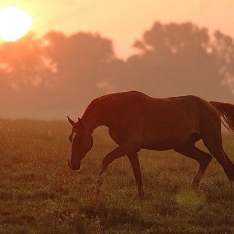 Red mare Red Horse Aesthetic, Horseback Riding Lessons, Red Horse, Equestrian Decor, Horse Equipment, Horse Aesthetic, Riding Lessons, Majestic Horse, All The Pretty Horses