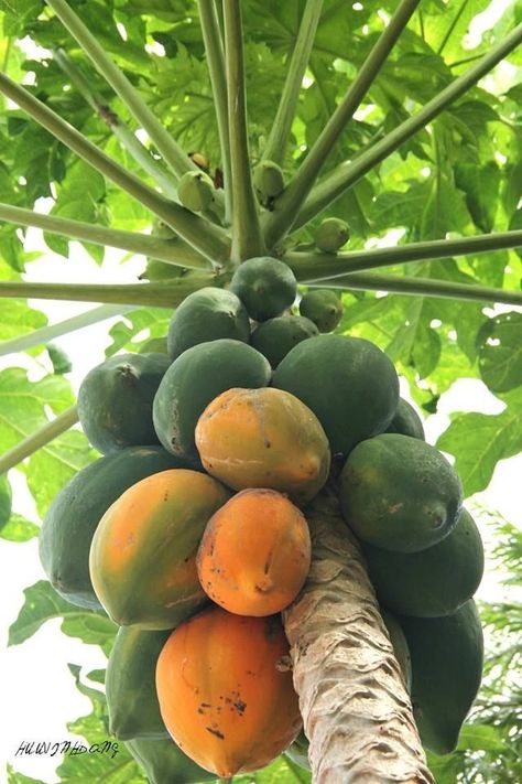 Papaya Images, Tropical Fruit Photography, Fruit Juice Brands, Agriculture Photography, Fruits And Vegetables Pictures, Papaya Tree, Food Forest Garden, Vegetable Pictures, Papaya Fruit