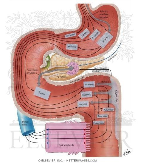 Carbohydrate Digestion and Absorption Carbohydrate Digestion, Digestive System Presentation, Digestion Of Carbohydrates, Function Of Digestive System, Digestive System Infographic, Diagram Of The Digestive System, Diseases Pictures, Digestion And Absorption, Digestive System Function