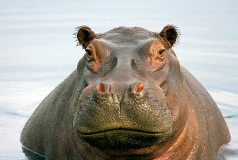 hippo face Hippo Facts, Hippo Eating, Botswana Travel, Pear Deck, Regard Animal, Nocturnal Animals, Facts For Kids, Majestic Animals, Game Reserve