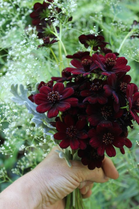 Garden Chocolate cosmos for a great accent color. Chocolate Cosmos Bouquet, Jaidyn Aesthetic, Cosmos Centerpiece, Cosmos Wedding Bouquet, Chocolate Cosmos Flower, Fav Flower, Nouveau Wedding, Chocolate Cosmos, Art Nouveau Weddings