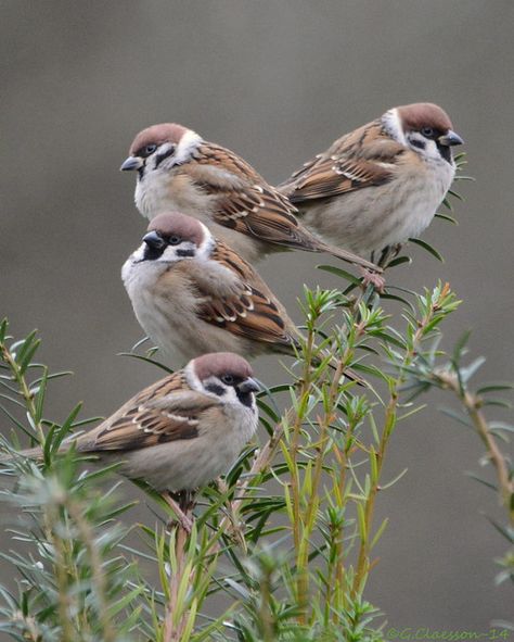 The one that sits on top becomes the boss. | Eurasian Tree S… | Flickr Eurasian Tree Sparrow, Tree Sparrow, Sparrow Art, Bird Wallpaper, Sparrows, Nature Birds, Backyard Birds, Bird Pictures, Animal Sketches