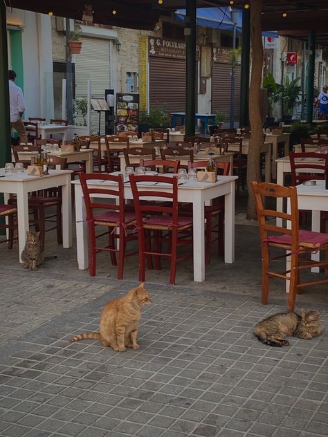 Cyprus #cat #cutecat #cyprus #europe #iceland #france #italy #manchester #outside #traveling #travel #traveltips #summer #summertime #europeansummer #friends #icons #friendshipgoals #eydisduna #sky #sea #animals #aesthetic #trees #bushes #TikTok #beach #sand #rome #italy #cyprus #france Sea Animals Aesthetic, Cyprus Cats, Cyprus Summer, Aesthetic Trees, Animals Aesthetic, Sky Sea, France Italy, European Summer, Rome Italy