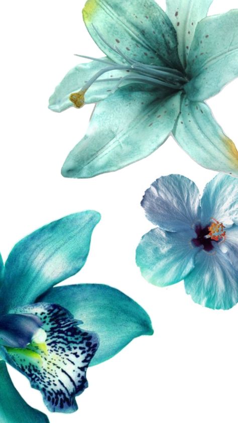 Blue And Green Iphone Wallpaper, Wallpaper Backgrounds Teal, Teal Phone Wallpaper, Teal Flower Wallpaper, Teal Aesthetic Wallpaper, Azul Vibes, Flowers Wallpaper Aesthetic, Hibiscus Flower Wallpaper Aesthetic, Teal Wallpaper Iphone