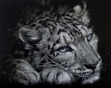 Lesley Barrett Scratchboard - Lesley Barrett Scratchboard Art Realistic Animal Drawings, Lion Sketch, Scratchboard Art, Realistic Sketch, Pencil Drawings Of Animals, Leopard Art, Black Paper Drawing, Pencil Sketch Images, Charcoal Sketch