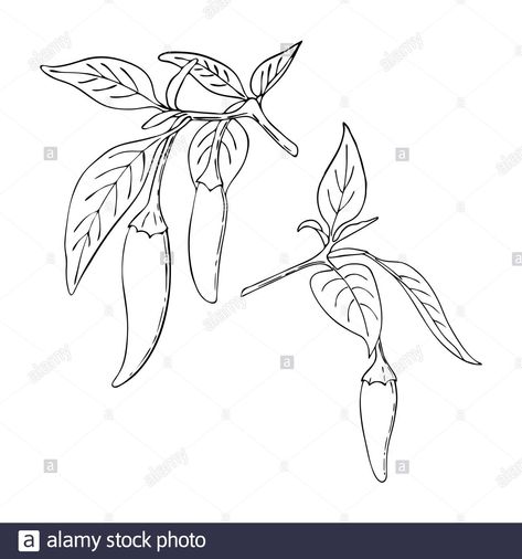 Download this stock vector: Chili Pepper hot set contour black handmade doodling drawing. Spice. Pepper branch with leaves and fruits. Isolated. White background. Vector illustration - 2G7M43X from Alamy's library of millions of high resolution stock photos, illustrations and vectors. Chili Pepper Plant Tattoo, Chilli Plant Tattoo, Chili Plant Tattoo, Pepper Plant Tattoo, Small Chili Pepper Tattoo, Chili Tattoo Minimal, Jalapeno Tattoo, Hot Pepper Tattoo, Chili Pepper Drawing