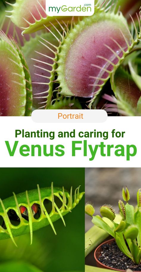 Everyone knows those super annoying flies that buzz around you. Here is our hero! The Venus flytrap can trap flies, spiders, and ants but has the power to trap and hold small frogs! It needs sunny to scattered light and sandy soil. Here is everything about planting, caring, the best location, repotting, pruning, and more. #mygarden #venusflytrap #houseplant Venus Fly Trap Repotting, Venus Fly Trap House Plant, Venus Fly Trap Accessories, Care For Venus Fly Trap, Venus Fly Trap Plant, Fly Trap Plant, Venus Fly Trap Care, Venus Flytrap Plant, Large Venus Fly Trap