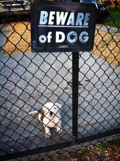 Beware Of This Cutie Estrela Mountain Dog, Beware Of The Dog, Guard Dog Breeds, Angry Dog, Scary Dogs, Dangerous Dogs, Anatolian Shepherd, Dog Poses, Beware Of Dog