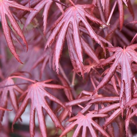 Garden Retreat Ideas, Coral Bark Maple, Japanese Maple Varieties, Garden Perennials, Flowering Cherry Tree, Rabbit Garden, Waterwise Garden, Reddish Purple, Fragrant Garden