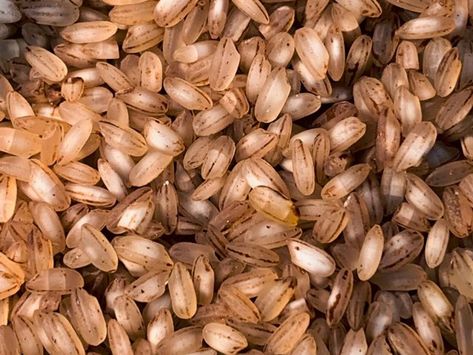 Benefits Of Brown Rice, Rice Benefits, Brown Rice Benefits, Whole Grain Rice, Maternal Health, Nutritious Food, Nuts & Seeds, Low Glycemic, Health Knowledge